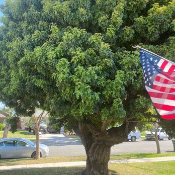 Timber Tree Service - Before - Tree Services Near Me Timber Tree Service - Before - Tree Services Near Me