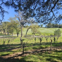 Vista del Mirador Winery - View of the front vineyard