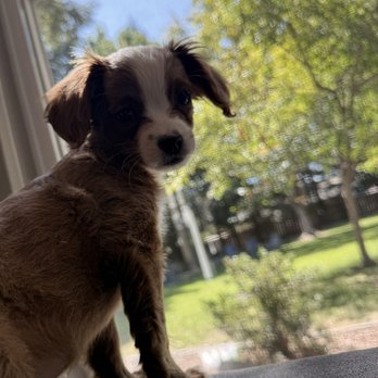 Animal Prayers - Pet Adoption Near Me
