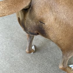 Brookside Animal Hospital - Female swollen after being spayed 3.5 years later not everything was removed
