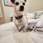 Photo of Lucky Paws Mobile Pet Grooming