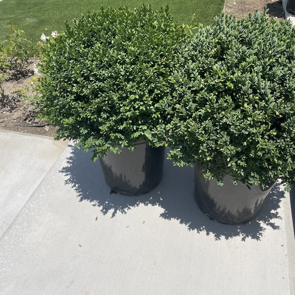 The Standard Design Group Nurseries - English Boxwood Hedges - Nurseries & Gardening Near Me - North Hollywood, California