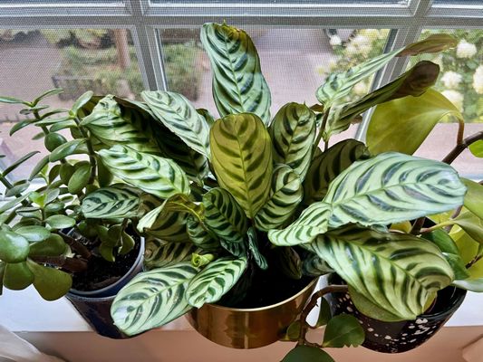 Chelsea Garden Center by null