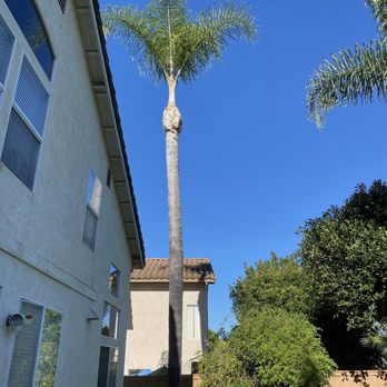 First Class Tree Service - Palm trimming - Tree Services Near Me