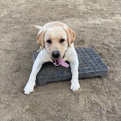 True Potential K9