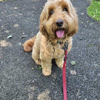 UpDog Pet Services - Pet Training Near Me - Lynbrook, New York UpDog Pet Services - Pet Training Near Me - Lynbrook, New York
