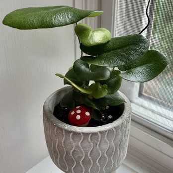 Salvage Angel - Lil friend from their plant section - Home Decor Near Me - Norwood, Massachusetts