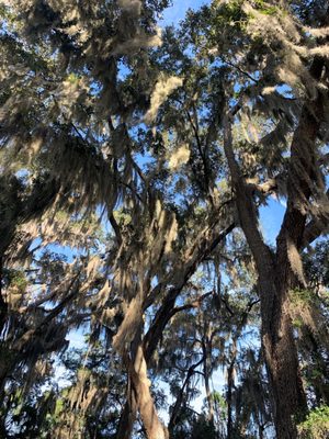 Skidaway Island State Park by null