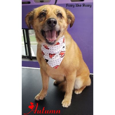 foxy roxy dog groomer