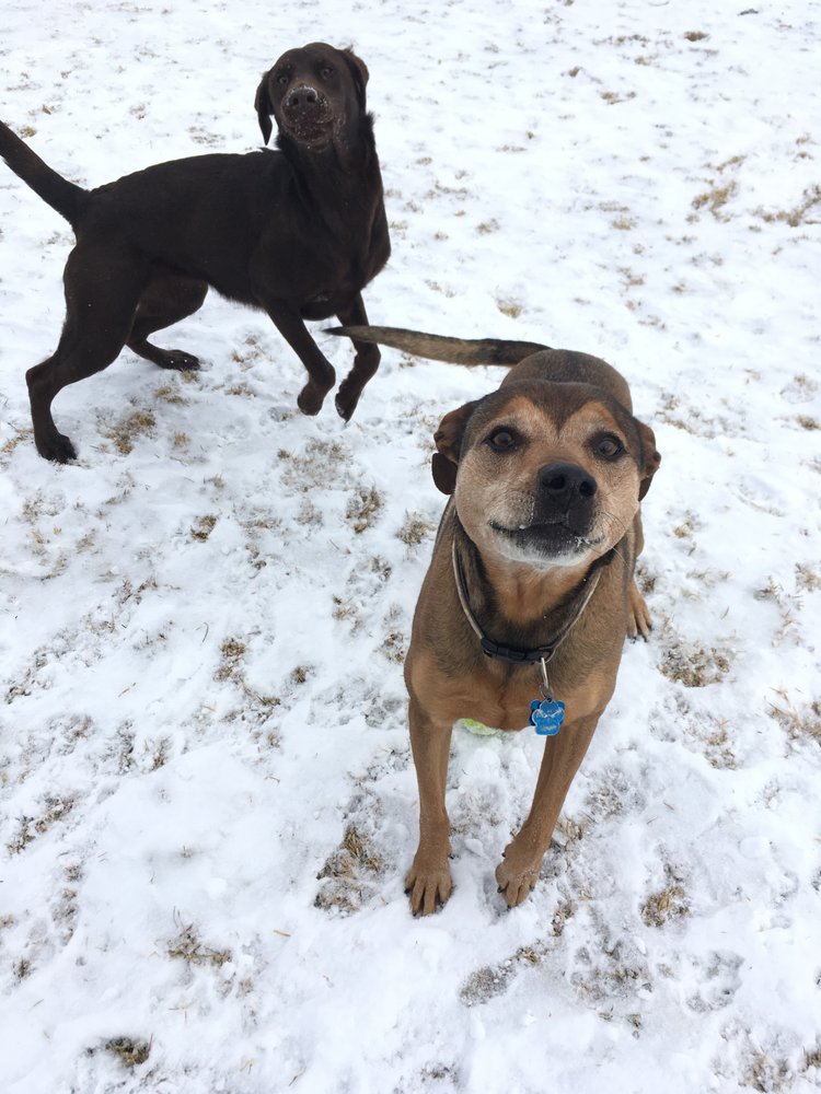 Reviews of ON CALLER PET ADVENTURES Updated September 2024 18