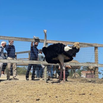 Ostrichland USA - Huge bird - Attraction Farms Near Me - Solvang, California
