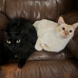 iThink Pet - Loke and Mocha give iThinkPet 5 stars!!!
