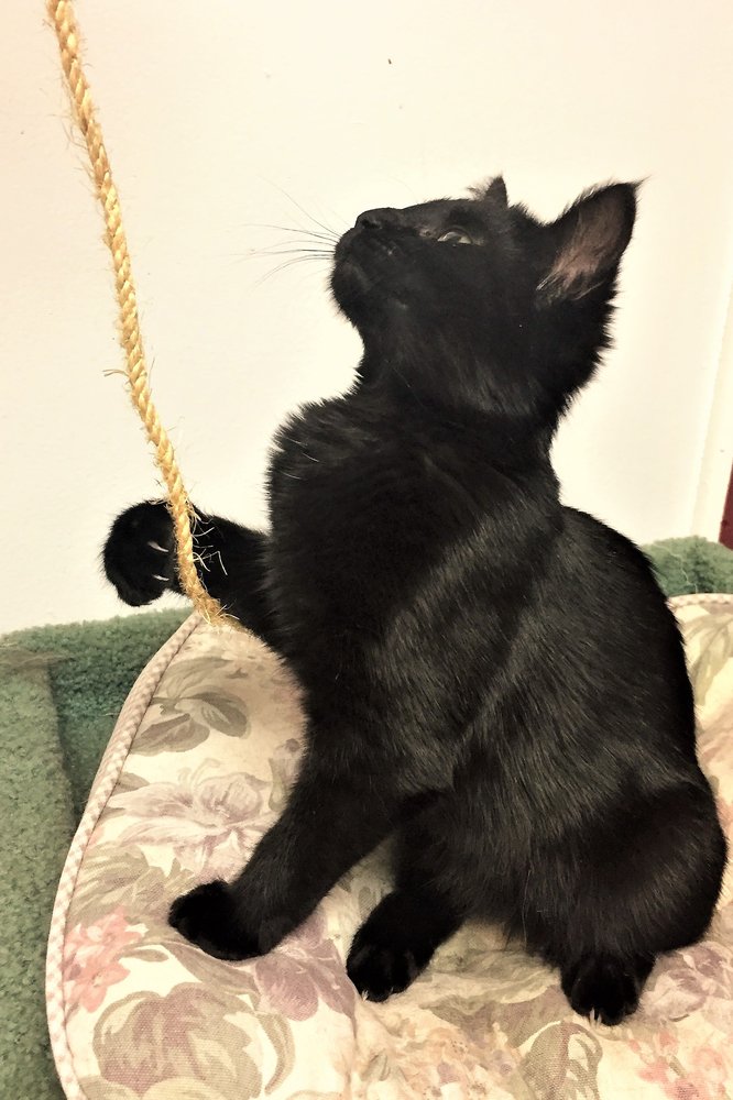 SACRAMENTO PET BOARDING AND RESORT Updated September 2024 20 Photos