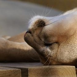 Bear Creek Feline Center