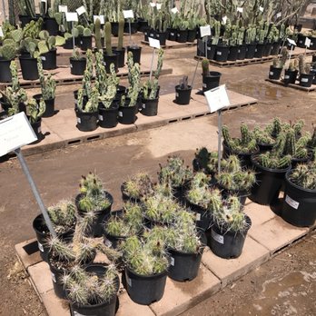 Arizona Cactus Sales - Nurseries & Gardening Near Me - Chandler, Arizona Arizona Cactus Sales - Nurseries & Gardening Near Me - Chandler, Arizona