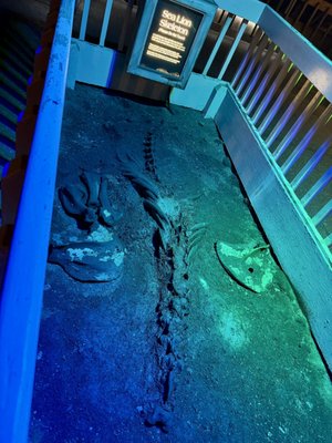 Sea Lion Caves by null