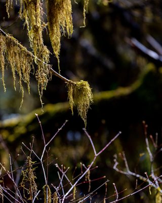 Hoh Rain Forest by null