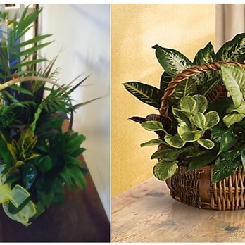 Paris Florist and Gifts - Florists Near Me - Paris, Tennessee Paris Florist and Gifts - Florists Near Me - Paris, Tennessee