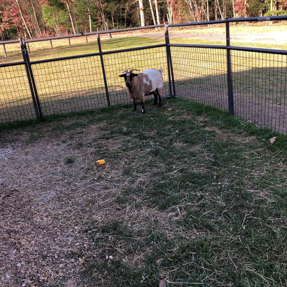 Ritter's Cider Mill - a sheep in a fenced area - Fruits & Veggies Near Me - Mt Cobb, Pennsylvania Ritter's Cider Mill - a sheep in a fenced area - Fruits & Veggies Near Me - Mt Cobb, Pennsylvania