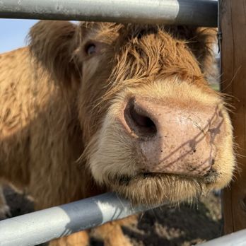 American Made Farm Sanctuary - Petting Zoos Near Me - Petaluma, California