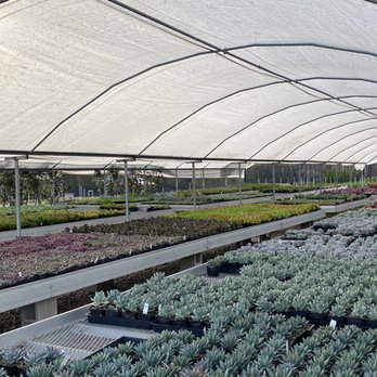 Devil Mountain Wholesale Nursery - Orange - Nurseries & Gardening Near Me - Orange, California Devil Mountain Wholesale Nursery - Orange - Nurseries & Gardening Near Me - Orange, California