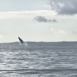 Allen Marine Tours - Breaching