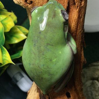 s&s exotic pet store