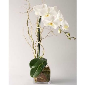Ideal Orchids - Orchid Gift - Florists Near Me - Pompano Beach, Florida