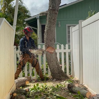 Tree Bulls - Removing an avocado tree in a small area - Tree Services Near Me Tree Bulls - Removing an avocado tree in a small area - Tree Services Near Me
