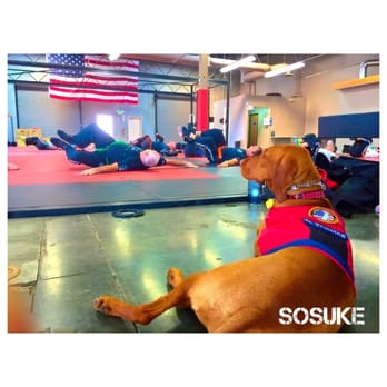 4 Paws 4 Patriots - SoSuke exuding curiosity with calmness and grace during a visit to her mum's Krav Maga class. Distractions? Intensity level. - Community Service/Non-Profit Near Me - Temecula, California
