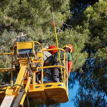 Green Wise Group - Tree Services Near Me - Miami, Florida Green Wise Group - Tree Services Near Me - Miami, Florida