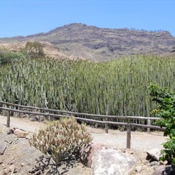 Veneguera