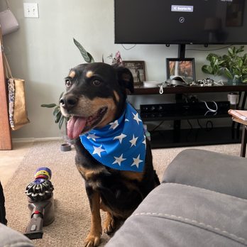 Pet Palace - Pet Groomers Near Me - San Diego, California Pet Palace - Pet Groomers Near Me - San Diego, California