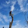 Photo of Tree Geeks