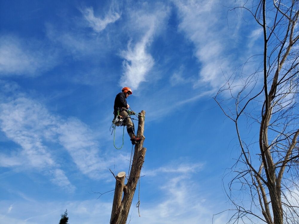 Tree Geeks - tree service in Indianapolis, IN