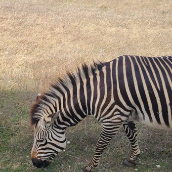 Fossil Rim Wildlife Center - Zoos Near Me - Glen Rose, Texas Fossil Rim Wildlife Center - Zoos Near Me - Glen Rose, Texas