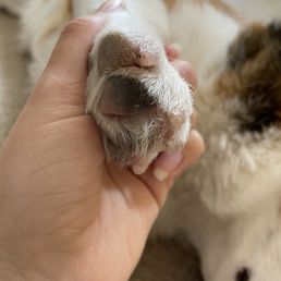 Injury to my dog's nail (hard to get a good photo because her foot is small!) Injury to my dog's nail (hard to get a good photo because her foot is small!)