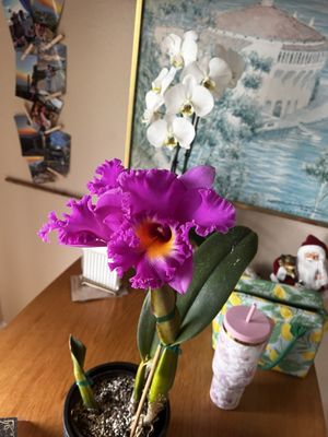 Temecula Farmer’s Market by null