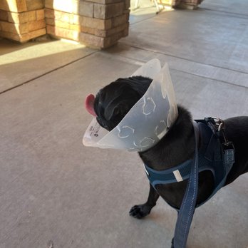 Animal Samaritans Veterinary Clinic Thousand Palms - Pet Services Near Me - Thousand Palms, California