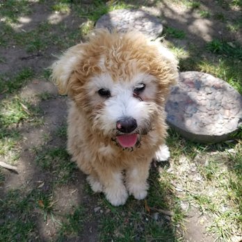 OC Pet Nurse - Dog Walkers Near Me OC Pet Nurse - Dog Walkers Near Me