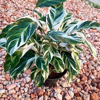 Pueblo - Calathea white fusion - Nurseries & Gardening Near Me - Phoenix, Arizona