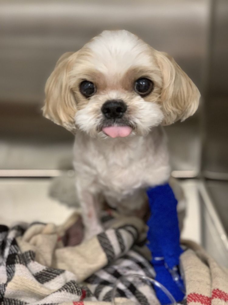 VAN NUYS VETERINARY CLINIC 159 Photos & 345 Reviews 7215 Van Nuys Blvd, Van Nuys, CA Yelp