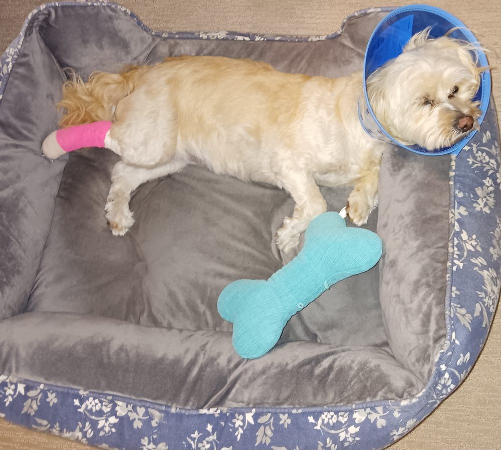 DOGTOPIA OF FREDERICK Updated September 2024 4959 Westview Dr