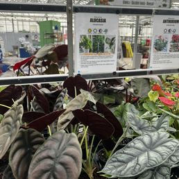 Alocasia Alocasia