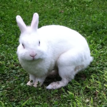 Belmond Hotel Cipriani - Beautiful little bunny in the garden - Hotels Near Me - Venezia, VE Belmond Hotel Cipriani - Beautiful little bunny in the garden - Hotels Near Me - Venezia, VE