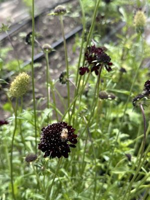 Seed Savers Exchange by null