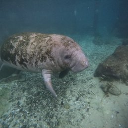 Manatee Manatee