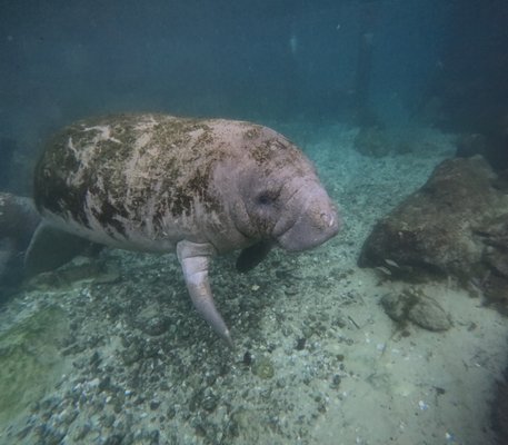 Plantation Adventure Center and Manatee Tours by null