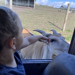 Fort Chiswell Animal Park