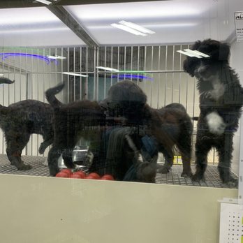 Most Valuable Pets - 5 Aussie/Doodles squished in a cage: Animal Cruelty at Most Valuable Pets in Beaumont Center. 7/16/2020 - Pet Stores Near Me - Lexington, Kentucky
